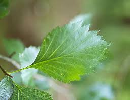 Attēlu rezultāti vaicājumam “Crataegus x macrocarpa leaf”