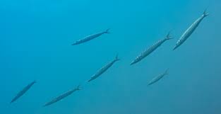 Image result for Sphyraena viridensis