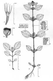 Image result for Ageratum conyzoides