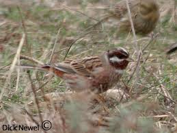 Image result for Emberiza leucocephalos