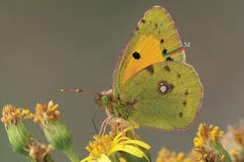 Attēlu rezultāti vaicājumam “Colias croceus”