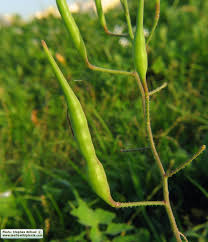 Attēlu rezultāti vaicājumam “Raphanus raphanistrum fruit”