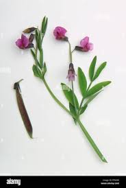 Attēlu rezultāti vaicājumam “Lathyrus vernus fruit”