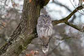 Attēlu rezultāti vaicājumam “Strix uralensis”