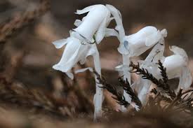 Image result for ギンリョウソウ