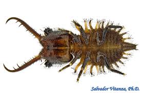 Attēlu rezultāti vaicājumam “Myrmeleontidae larva”