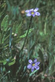 Attēlu rezultāti vaicājumam “Sisyrinchium montanum fruit”