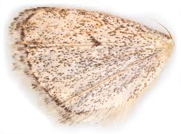 Attēlu rezultāti vaicājumam “Deltote bankiana”