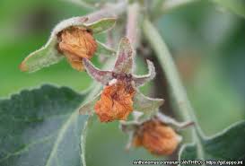 Attēlu rezultāti vaicājumam “Anthonomus pomorum”