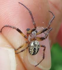 Attēlu rezultāti vaicājumam “Larinioides cornutus male”