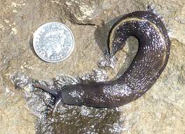 Attēlu rezultāti vaicājumam “Limax cinereoniger”