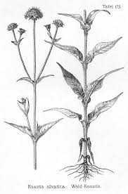 Image result for Knautia dipsacifolia