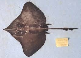 Image result for Dipturus batis