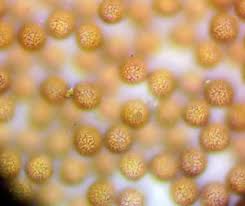 Attēlu rezultāti vaicājumam “Diachea subsessilis”