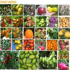 Attēlu rezultāti vaicājumam “Festuca ovina fruit”