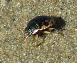 Attēlu rezultāti vaicājumam “Omophron limbatum”