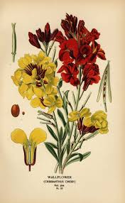 Image result for Cheiranthus cheiri