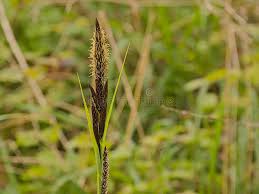 Attēlu rezultāti vaicājumam “Carex acutiformis flower”