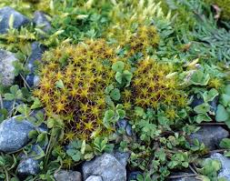 Attēlu rezultāti vaicājumam “Hygroamblystegium humile”