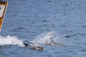 Image result for Lagenorhynchus albirostris