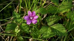 Attēlu rezultāti vaicājumam “Rubus arcticus flower”