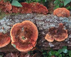 Attēlu rezultāti vaicājumam “Inonotus rheades”