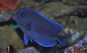 Image result for Acanthurus coeruleus