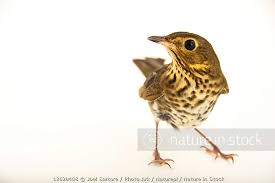 Image result for Catharus ustulatus