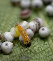 Attēlu rezultāti vaicājumam “Phalera bucephala larva”