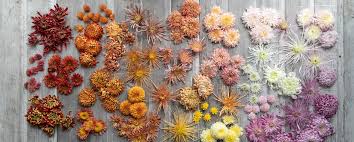 Image result for Chrysanthemum spectabile