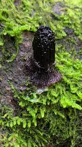 Attēlu rezultāti vaicājumam “Stemonitidaceae”