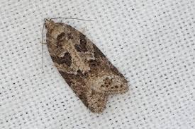 Attēlu rezultāti vaicājumam “Eana incanana”