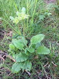 Attēlu rezultāti vaicājumam “Primula veris leaf”
