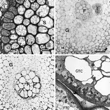 Attēlu rezultāti vaicājumam “Neckera crispa sporophyte”