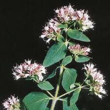 Image result for Origanum vulgare