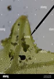 Attēlu rezultāti vaicājumam “Metzgeria violacea”