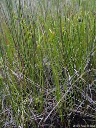 Attēlu rezultāti vaicājumam “Carex viridula flower”