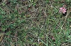 Attēlu rezultāti vaicājumam “Onobrychis arenaria fruit”