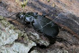 Attēlu rezultāti vaicājumam “Pterostichus niger”