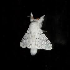 Attēlu rezultāti vaicājumam “Cribraria martinii macro”