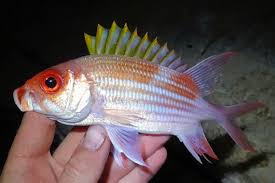 Image result for Holocentrus adscensionis