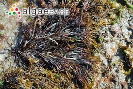 Attēlu rezultāti vaicājumam “Furcellaria lumbricalis”