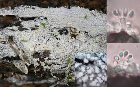 Attēlu rezultāti vaicājumam “Basidiodendron”