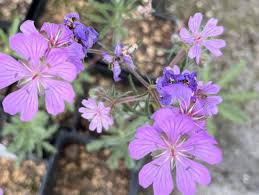 Attēlu rezultāti vaicājumam “Geranium bohemicum leaf”