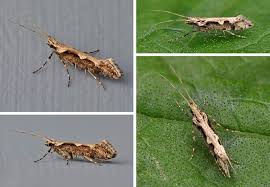 Attēlu rezultāti vaicājumam “Rhynocoris annulatus imago”