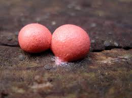 Attēlu rezultāti vaicājumam “Lycogala cf. oleocrystalliferum sessile”