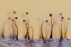 Attēlu rezultāti vaicājumam “Clastoderma debaryanum”