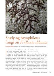 Attēlu rezultāti vaicājumam “Frullania fragilifolia macro”