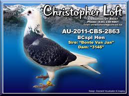 Image result for Abbeyton & Broomfield Racing Pigeons