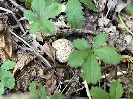 Attēlu rezultāti vaicājumam “Sclerophora pallida”